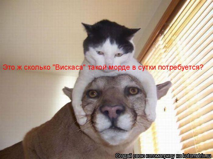 Это ж сколько "Вискаса" такой морде в сутки потребуется?... Котоматрица: Это ж сколько "Вискаса" такой морде в сутки потребуется?