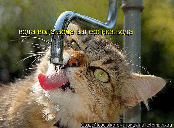 вода-вода-вода валерянка-вода... Котоматрица: вода-вода-вода валерянка-вода