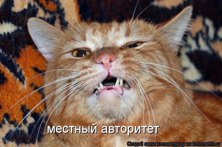 местный авторитет... Котоматрица: местный авторитет