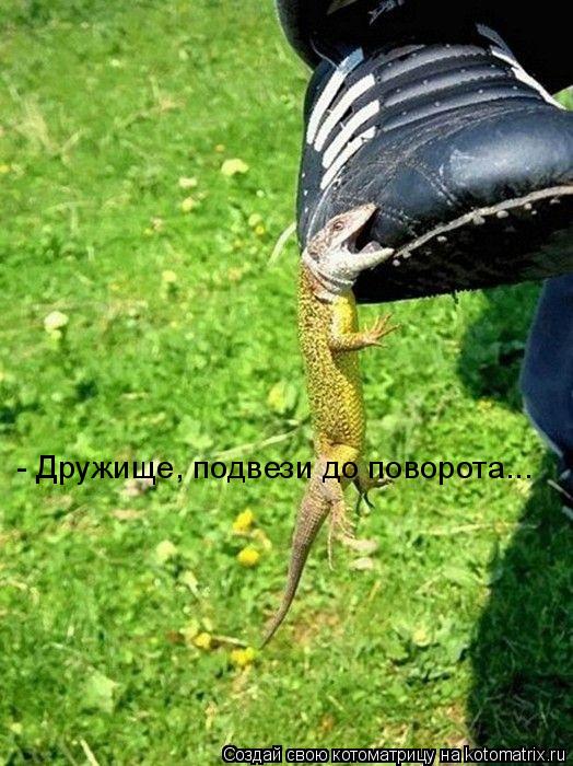 - Дружище, подвези до поворота...... Котоматрица: - Дружище, подвези до поворота...
