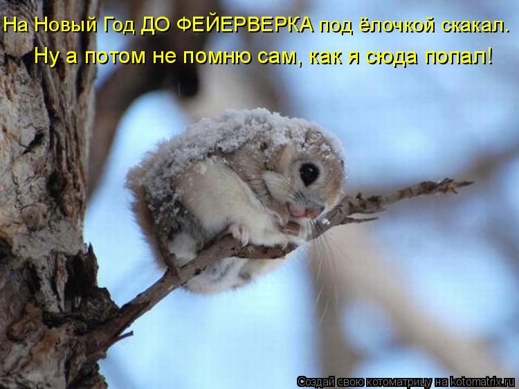 Котоматрица: На Новый Год ДО ФЕЙЕРВЕРКА под ёлочкой скакал. Ну а потом не помню сам, как я сюда попал!