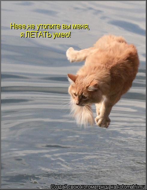 Неее,не утопите вы меня, я ЛЕТАТЬ умею!... Котоматрица: Неее,не утопите вы меня, я ЛЕТАТЬ умею!