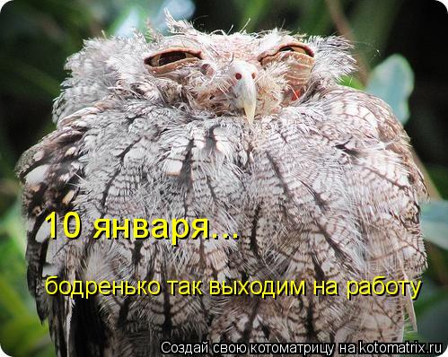 10 января... бодренько так выходим на работу... Котоматрица: 10 января... бодренько так выходим на работу