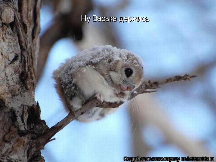 Ну Васька держись... Котоматрица: Ну Васька держись