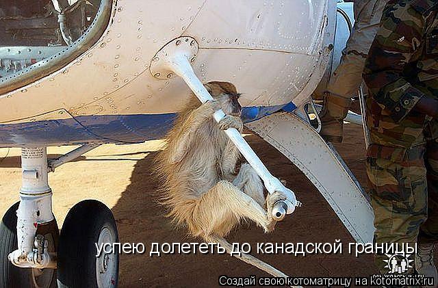 успею долететь до канадской границы... Котоматрица: успею долететь до канадской границы