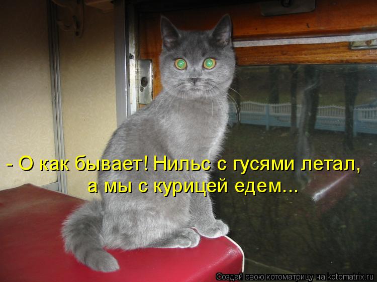 - О как бывает! Нильс с гусями летал, а мы с курицей едем...... Котоматрица: - О как бывает! Нильс с гусями летал, а мы с курицей едем...