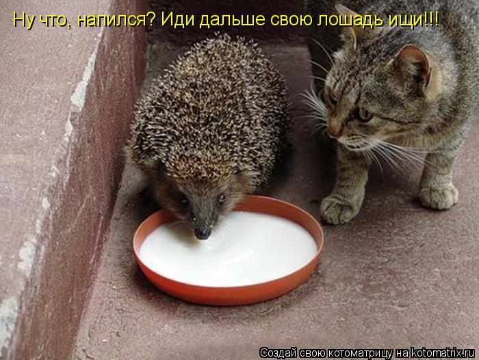 Ну что, напился? Иди дальше свою лошадь ищи!!!... Котоматрица: Ну что, напился? Иди дальше свою лошадь ищи!!!