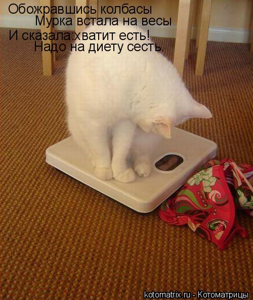 Обожравшись колбасы Мурка встала на весы И сказала:хватит есть! Надо на диету сесть.... Котоматрица: Обожравшись колбасы Мурка встала на весы И сказала:хватит есть! Надо на диету сесть.
