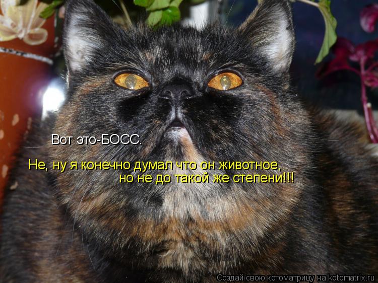 Котоматрица: Вот это-БОСС. Не, ну я конечно думал что он животное,  но не до такой же степени!!!