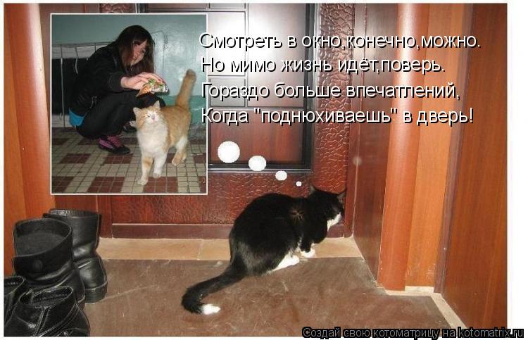Котоматрица: Смотреть в окно,конечно,можно. Но мимо жизнь идёт,поверь. Когда "поднюхиваешь" в дверь! Гораздо больше впечатлений,