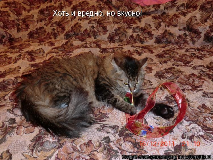 Котоматрица: Хоть и вредно, но вкусно!