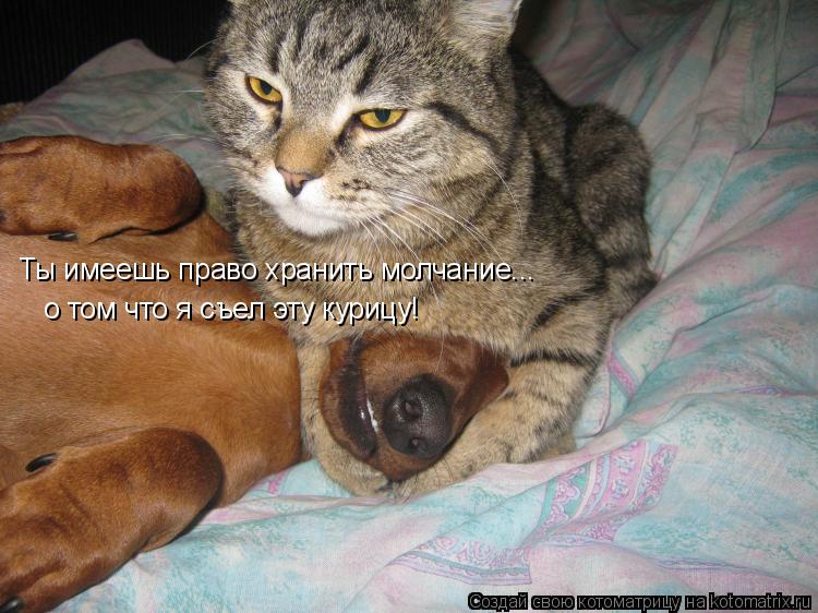 о том что я съел эту курицу! Ты имеешь право хранить молчание...... Котоматрица: о том что я съел эту курицу! Ты имеешь право хранить молчание...