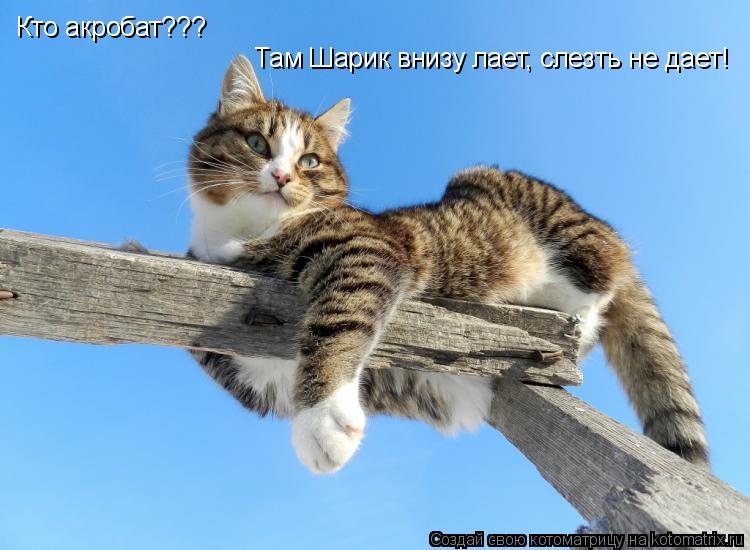 Котоматрица: Кто акробат??? Там Шарик внизу лает, слезть не дает!