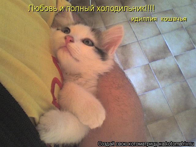 Любовь и полный холодильник!!!! идиллия кошачья... Котоматрица: Любовь и полный холодильник!!!! идиллия кошачья