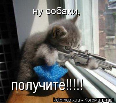 ну собаки, получите!!!!!... Котоматрица: ну собаки, получите!!!!!