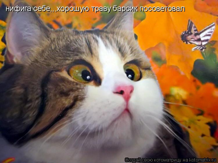 нифига себе,,,хорошую траву барсик посоветовал... Котоматрица: нифига себе,,,хорошую траву барсик посоветовал