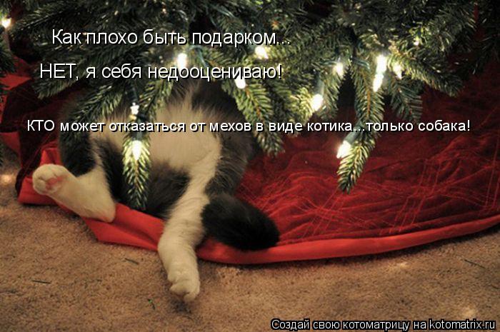 Как плохо быть подарком... НЕТ, я себя недооцениваю! КТО может отказаться от мехов в виде котика...то... Котоматрица: Как плохо быть подарком... НЕТ, я себя недооцениваю! КТО может отказаться от мехов в виде котика...только собака!