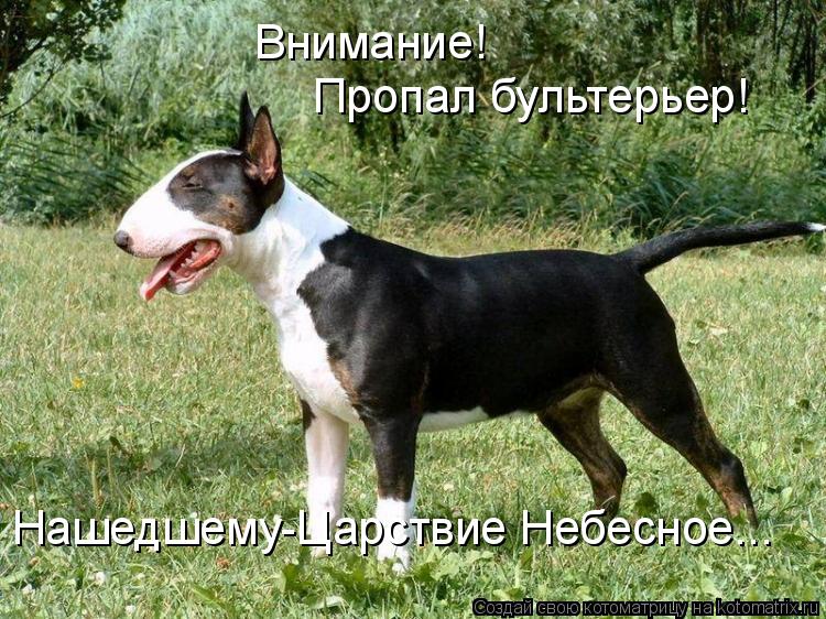Внимание! Пропал бультерьер! Нашедшему-Царствие Небесное...... Котоматрица: Внимание! Пропал бультерьер! Нашедшему-Царствие Небесное...