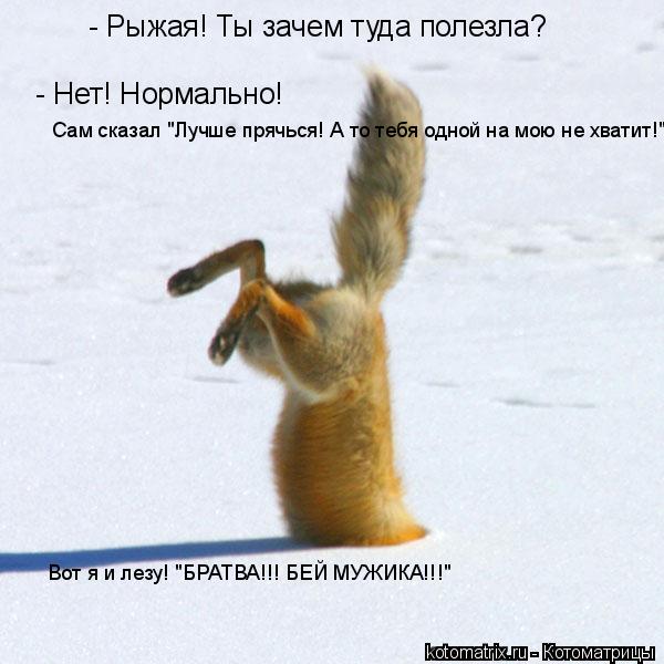 Котоматрица: - Рыжая! Ты зачем туда полезла? - Нет! Нормально! Сам сказал "Лучше прячься! А то тебя одной на мою не хватит!" Вот я и лезу! "БРАТВА!!! БЕЙ МУЖИКА!!!