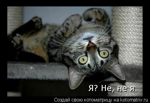 Котоматрица: Я? Не, не я