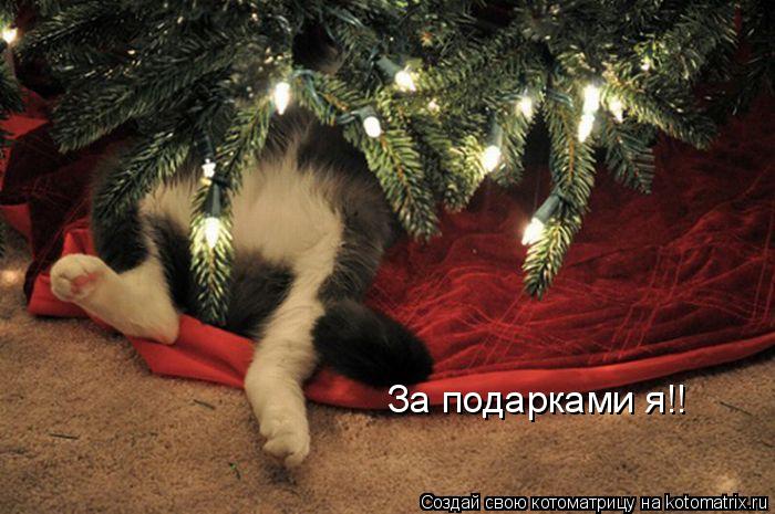 Котоматрица: За подарками я!!