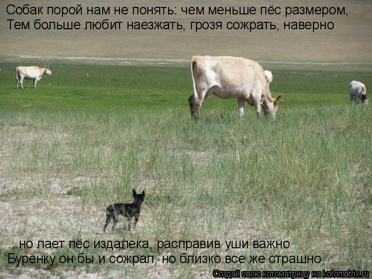 Собак порой нам не понять: чем меньше пёс размером, Тем больше любит наезжать, грозя сожрать, наверно... Котоматрица: Собак порой нам не понять: чем меньше пёс размером, Тем больше любит наезжать, грозя сожрать, наверно ...но лает пёс издалека, расправив уши в