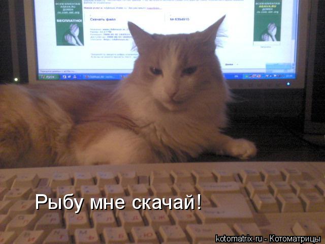 Рыбу мне скачай!... Котоматрица: Рыбу мне скачай!