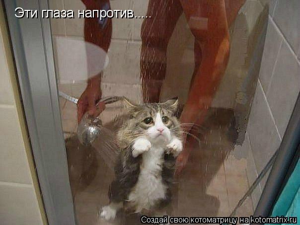 Эти глаза напротив........ Котоматрица: Эти глаза напротив.....