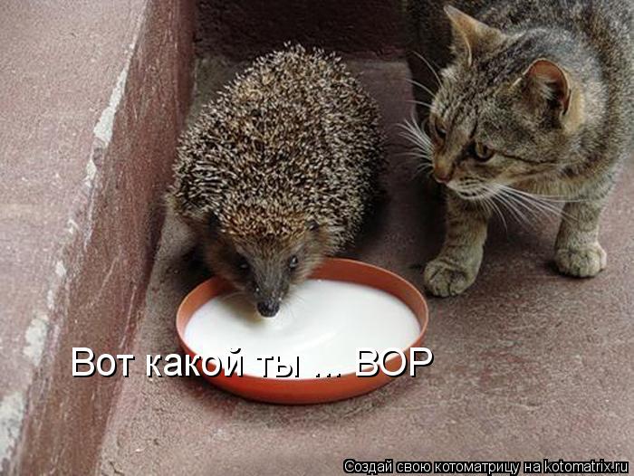 Вот какой ты ... ВОР... Котоматрица: Вот какой ты ... ВОР