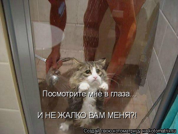 Посмотрите мне в глаза... И НЕ ЖАЛКО ВАМ МЕНЯ?!... Котоматрица: Посмотрите мне в глаза... И НЕ ЖАЛКО ВАМ МЕНЯ?!