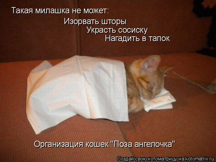 Такая милашка не может: Изорвать шторы Украсть сосиску Нагадить в тапок Организация кошек "Поза ангел... Котоматрица: Такая милашка не может: Изорвать шторы Украсть сосиску Нагадить в тапок Организация кошек "Поза ангелочка"