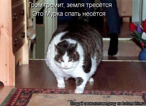 Котоматрица: Гром гремит, земля тресётся Это Мурка спать несётся