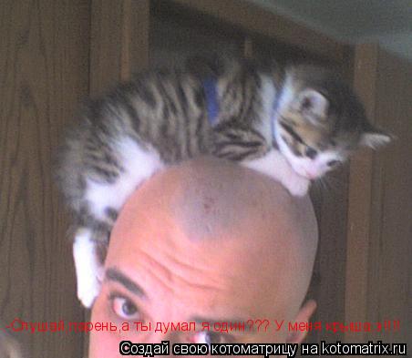 Котоматрица: -Слушай,парень,а ты думал я один??? У меня крыша,э!!!!