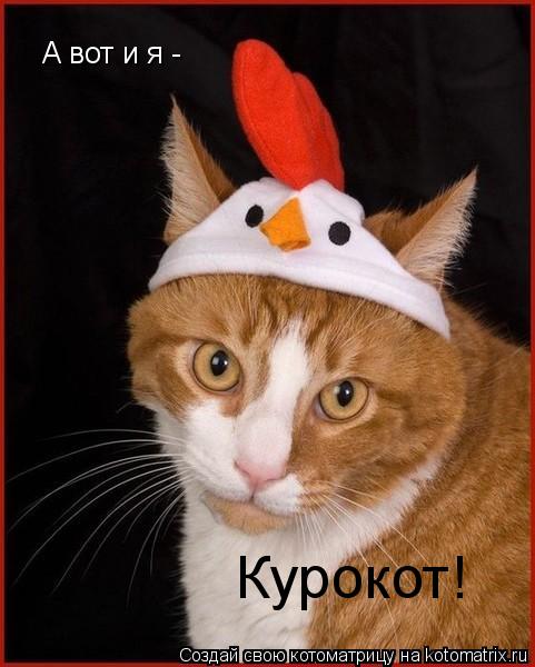 Котоматрица: А вот и я -  Курокот!