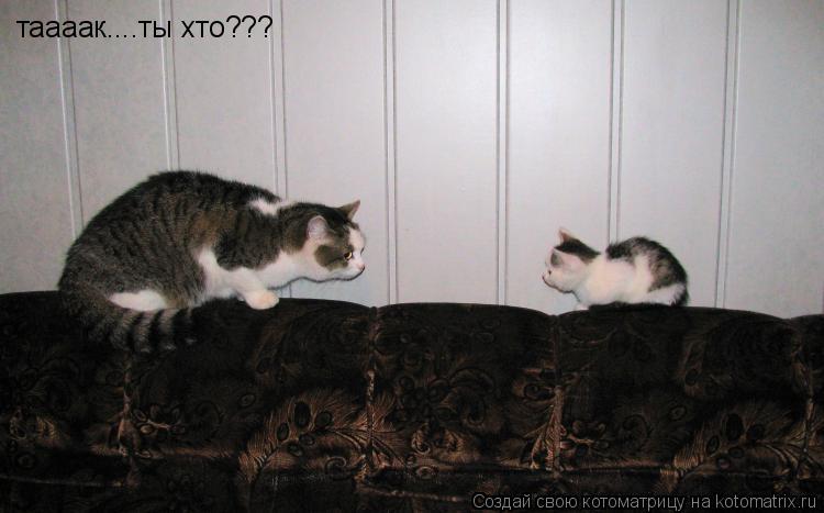 Котоматрица: таааак....ты хто???