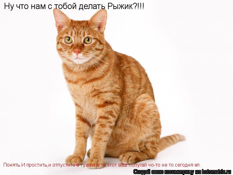 Котоматрица: Ну что нам с тобой делать Рыжик?!!! Понять.И простить,и отпустите в туалет,а то этот ваш попугай чо-то не то сегодня ел.