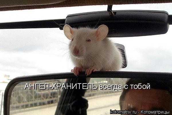 Котоматрица: АНГЕЛ-ХРАНИТЕЛЬ всегда с тобой