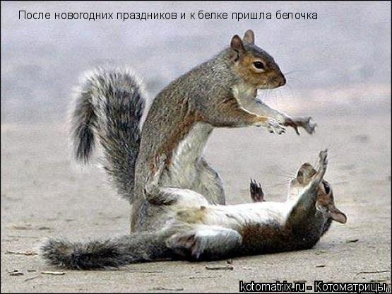 После новогодних праздников и к белке пришла белочка... Котоматрица: После новогодних праздников и к белке пришла белочка