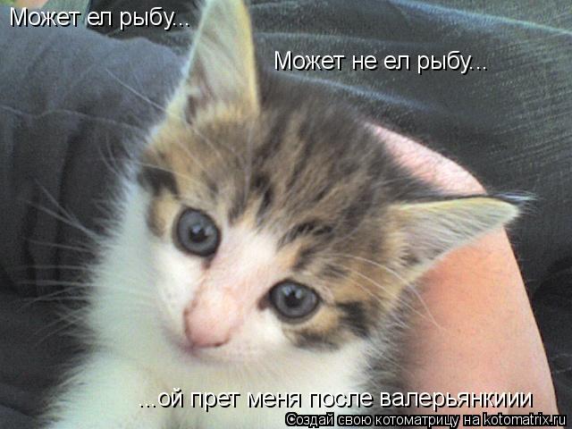 Котоматрица: Может ел рыбу... Может не ел рыбу... ...ой прет меня после валерьянкиии