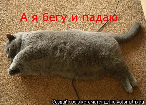 Котоматрица: А я бегу и падаю