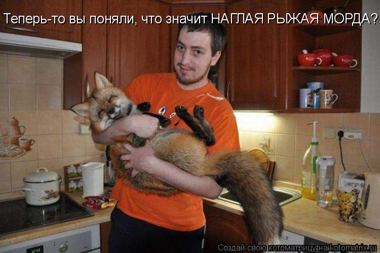 Котоматрица: Теперь-то вы поняли, что значит НАГЛАЯ РЫЖАЯ МОРДА?