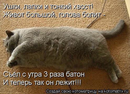 Котоматрица: Ушки, лапки и тонкий хвост! Живот большой, голова болит - Съёл с утра 3 раза батон И теперь так он лежит!!!