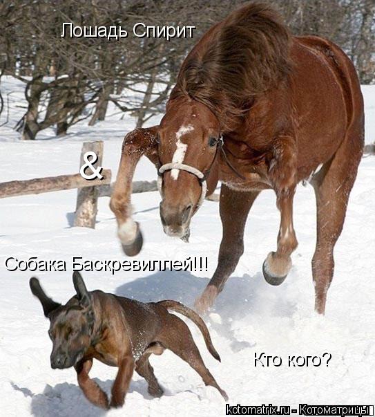 Котоматрица: Собака Баскревиллей!!! Лошадь Спирит & Кто кого?