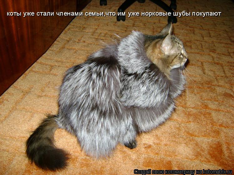 Котоматрица: коты уже стали членами семьи,что им уже норковые шубы покупают