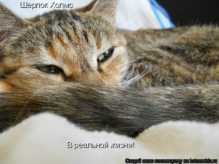 Котоматрица: Шерлок Холмс В реальной жизни!