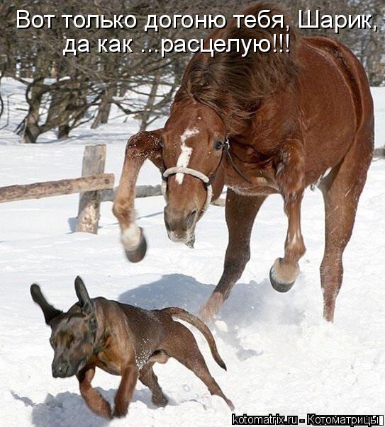 Котоматрица: Вот только догоню тебя, Шарик, да как ...расцелую!!!