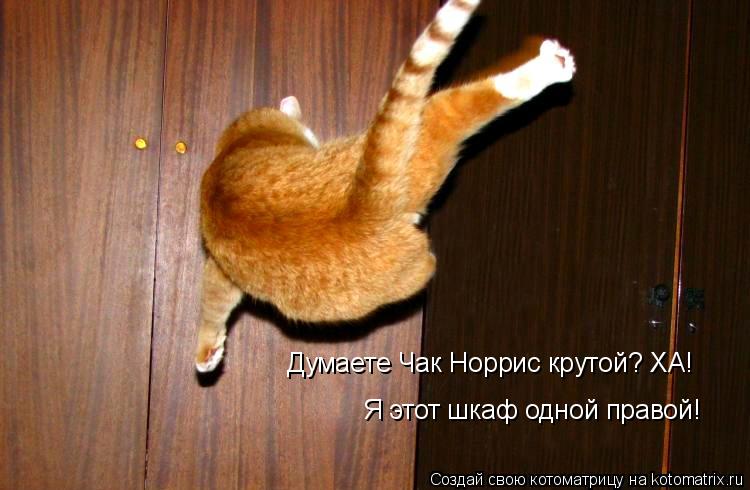 Думаете Чак Норрис крутой? ХА! Я этот шкаф одной правой!... Котоматрица: Думаете Чак Норрис крутой? ХА! Я этот шкаф одной правой!