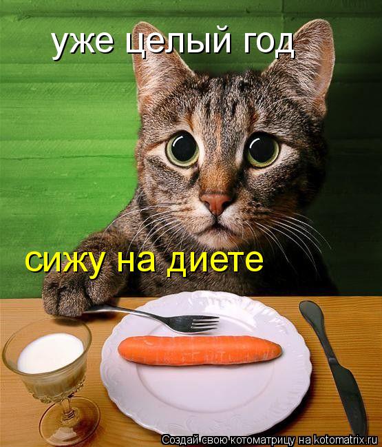 уже целый год сижу на диете... Котоматрица: уже целый год сижу на диете
