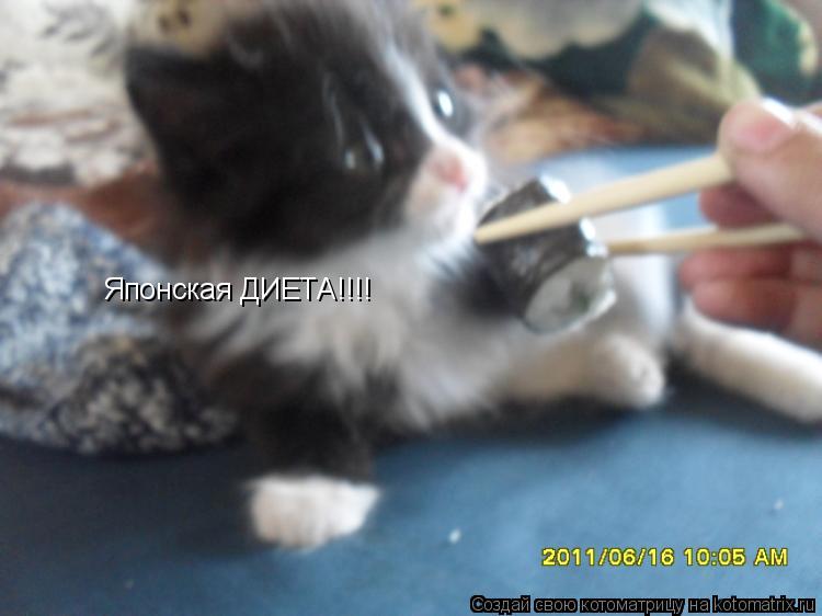 Японская ДИЕТА!!!!... Котоматрица: Японская ДИЕТА!!!!
