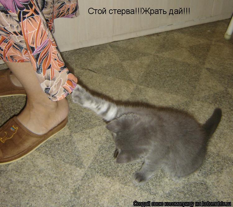 Стой стерва!!!Жрать дай!!!... Котоматрица: Стой стерва!!!Жрать дай!!!